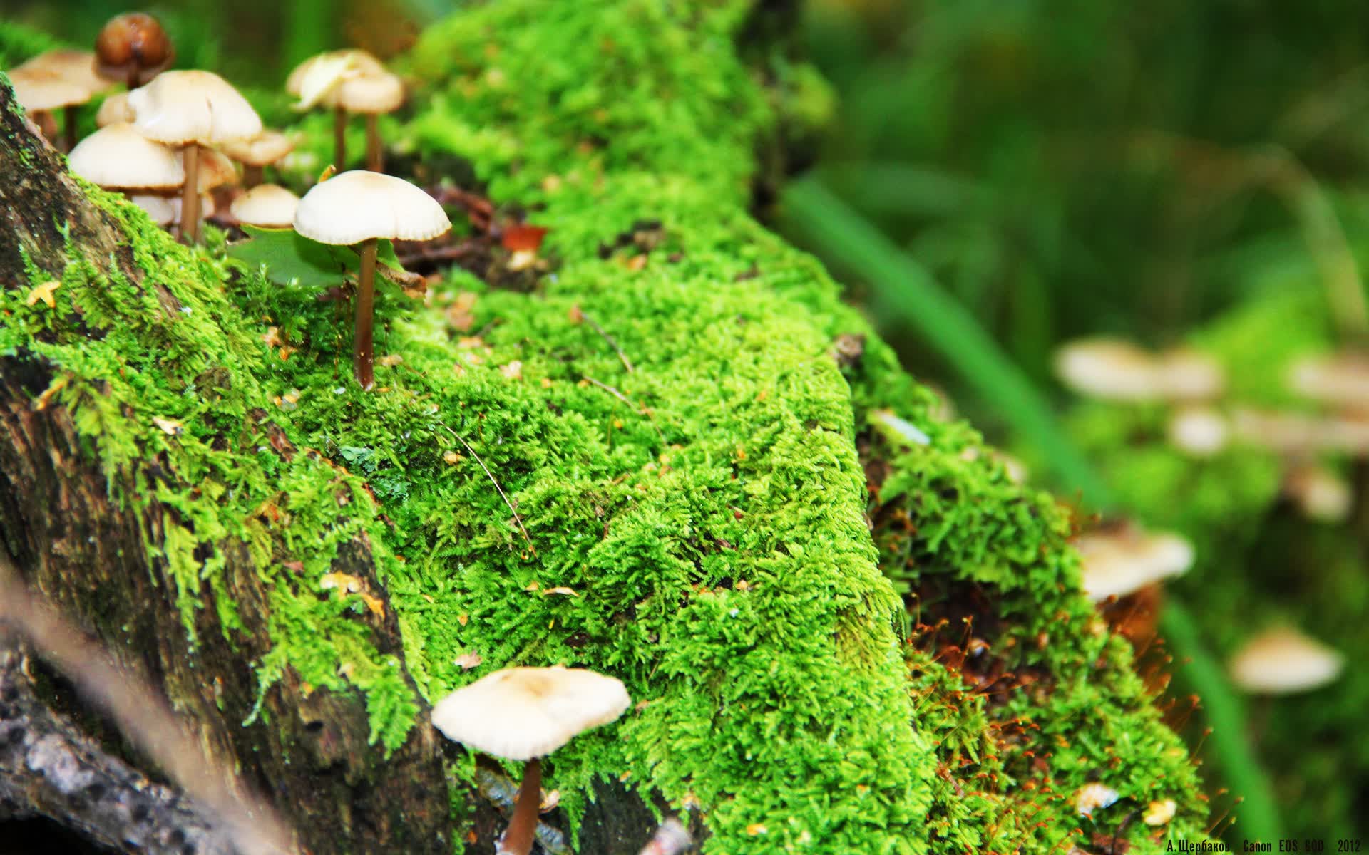 世界射击锦标赛：狙击手稳定发挥夺牌，世界射击锦标赛游戏